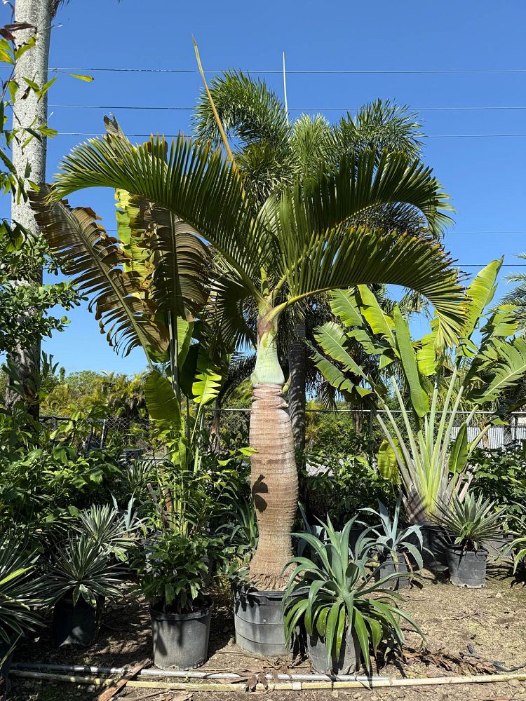 hyophorbe-lagenicaulis-bottle-palm