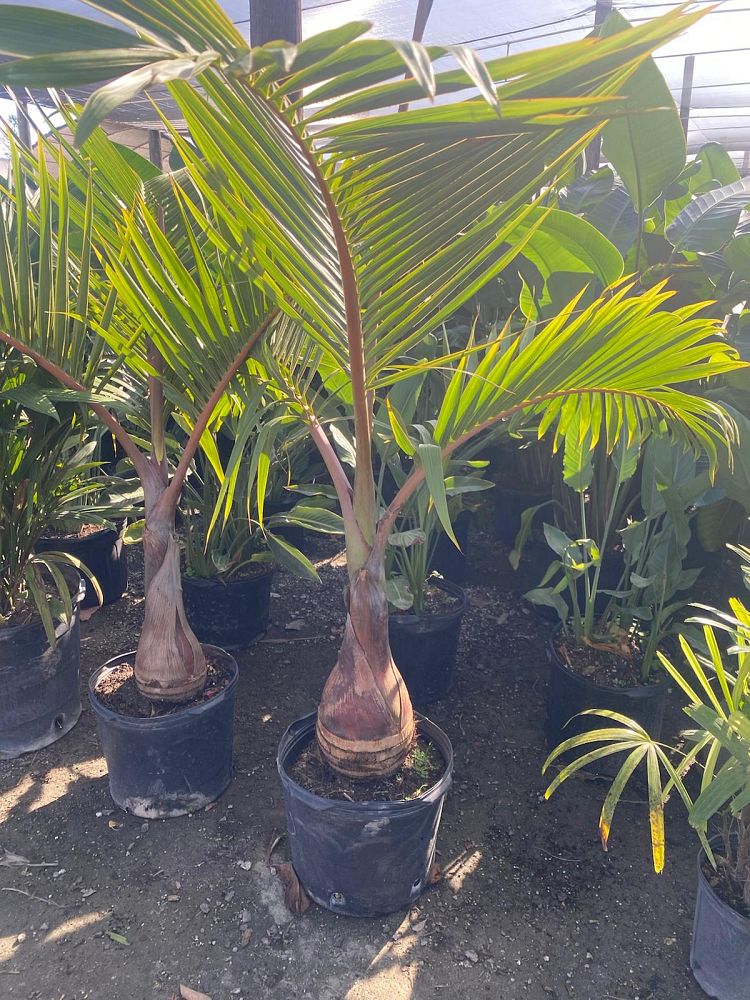hyophorbe-lagenicaulis-bottle-palm