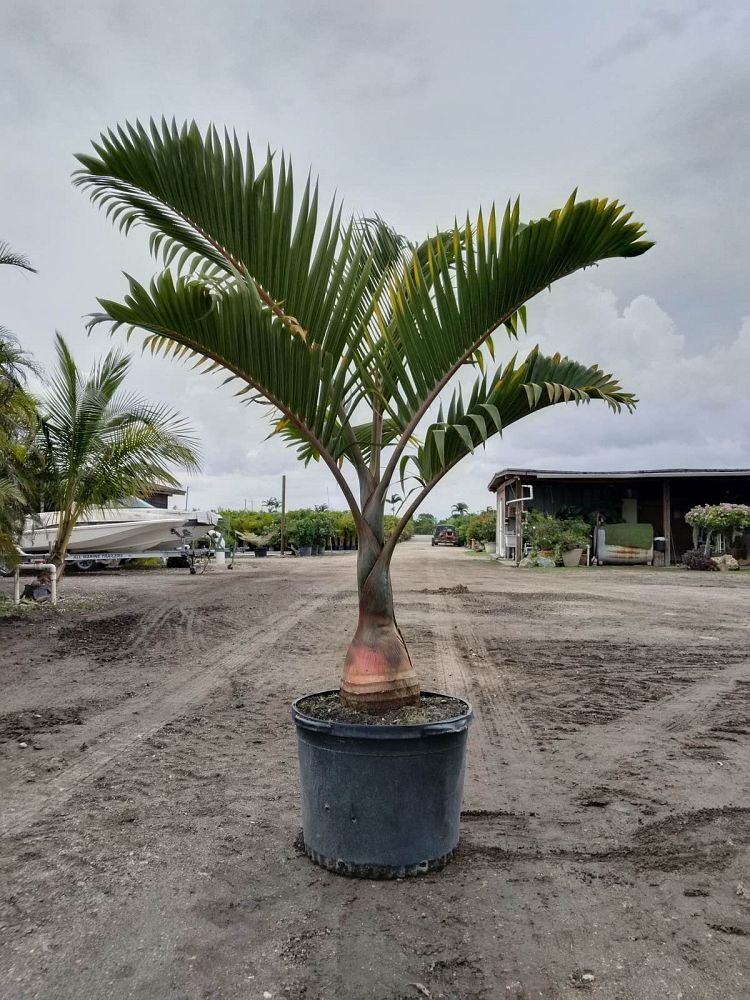 hyophorbe-lagenicaulis-bottle-palm