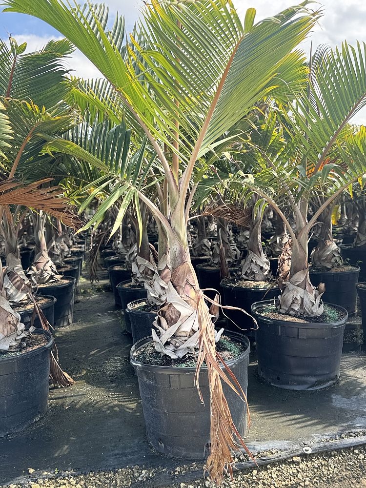 hyophorbe-lagenicaulis-bottle-palm