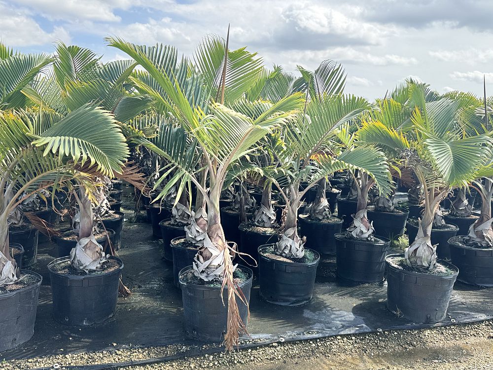 hyophorbe-lagenicaulis-bottle-palm
