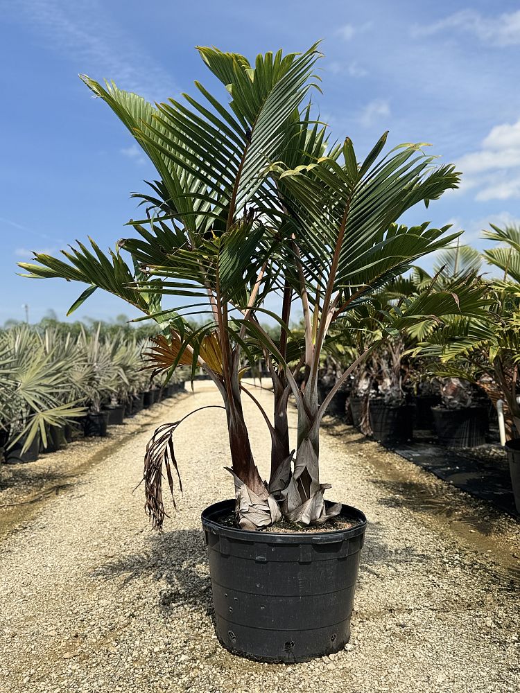 hyophorbe-lagenicaulis-bottle-palm