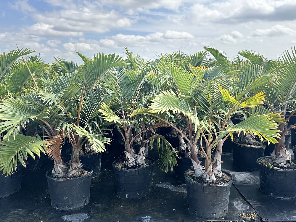 hyophorbe-lagenicaulis-bottle-palm