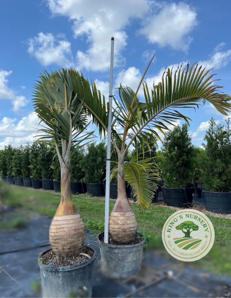 hyophorbe-lagenicaulis-bottle-palm