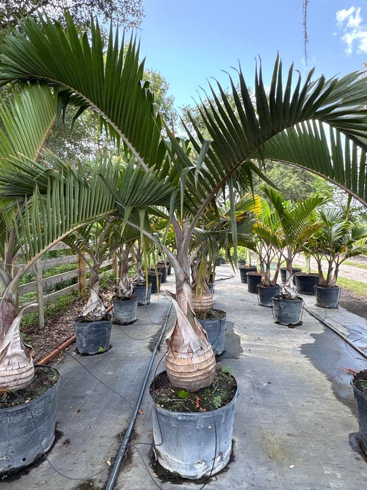 hyophorbe-lagenicaulis-bottle-palm