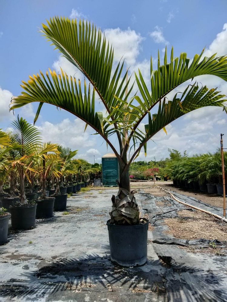 hyophorbe-lagenicaulis-bottle-palm