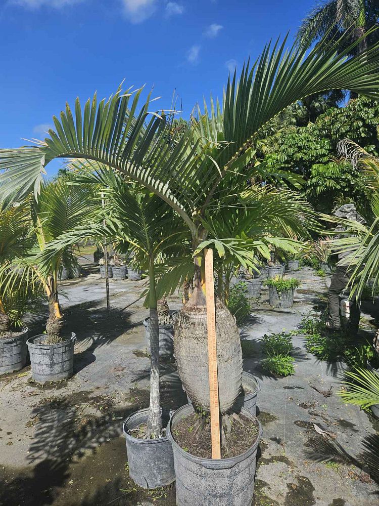 hyophorbe-lagenicaulis-bottle-palm