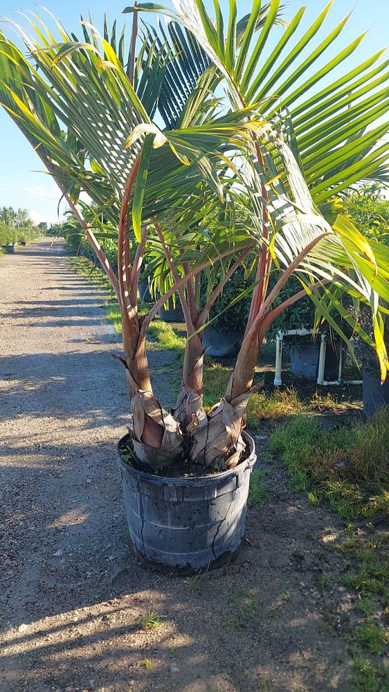 hyophorbe-lagenicaulis-bottle-palm