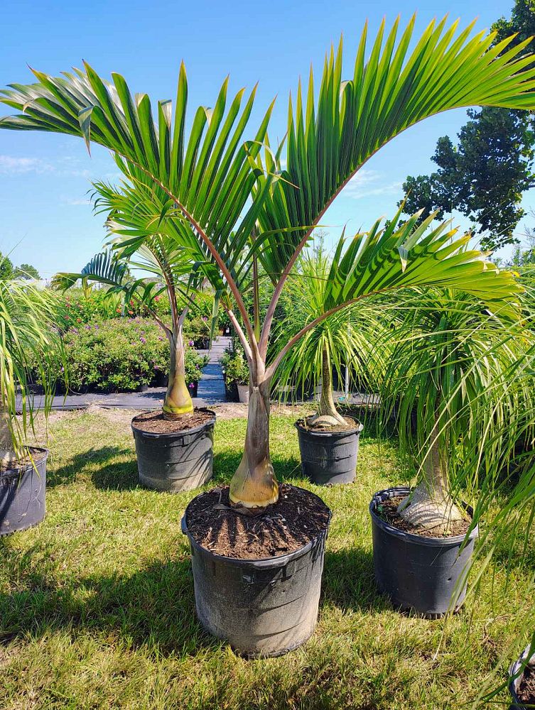 hyophorbe-lagenicaulis-bottle-palm