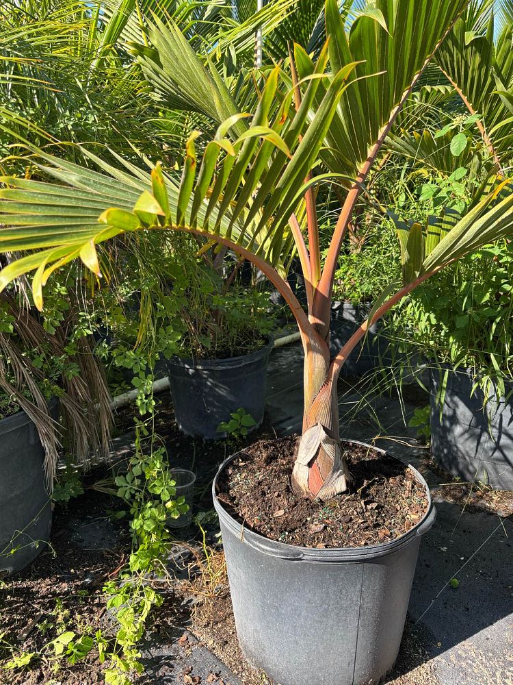 hyophorbe-lagenicaulis-bottle-palm