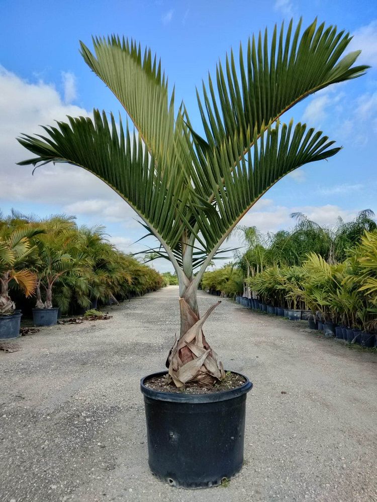 hyophorbe-lagenicaulis-bottle-palm