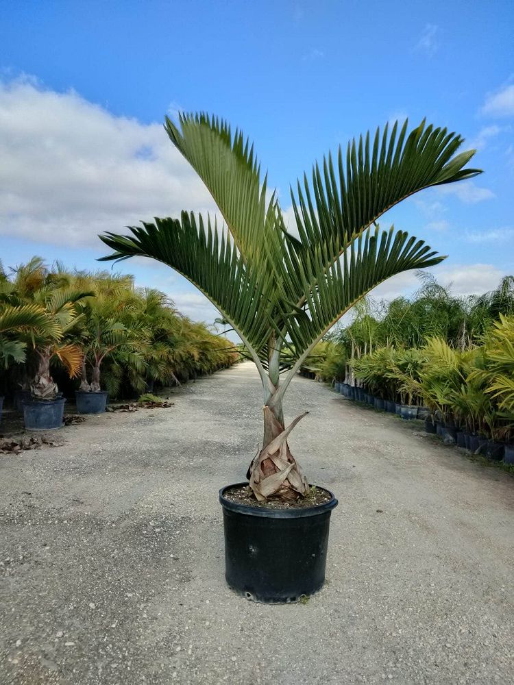 hyophorbe-lagenicaulis-bottle-palm