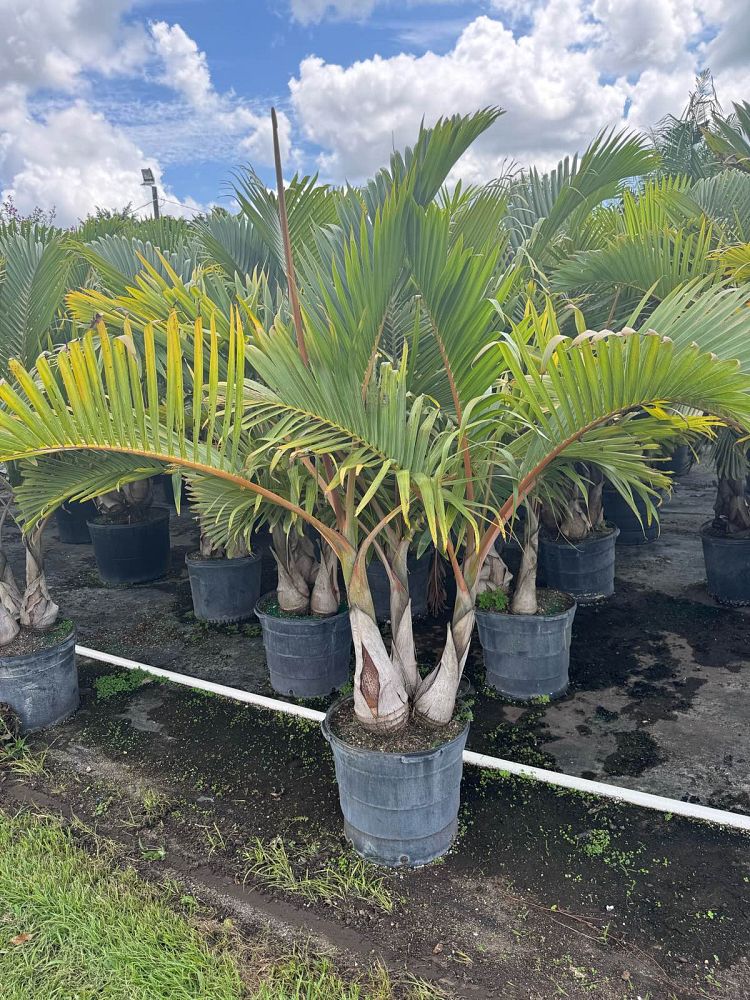 hyophorbe-lagenicaulis-bottle-palm