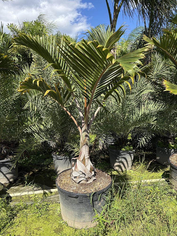 hyophorbe-lagenicaulis-bottle-palm