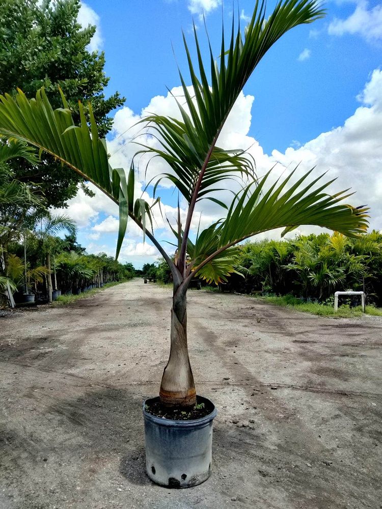 hyophorbe-lagenicaulis-bottle-palm