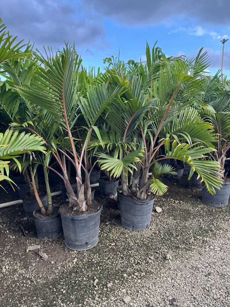 hyophorbe-lagenicaulis-bottle-palm