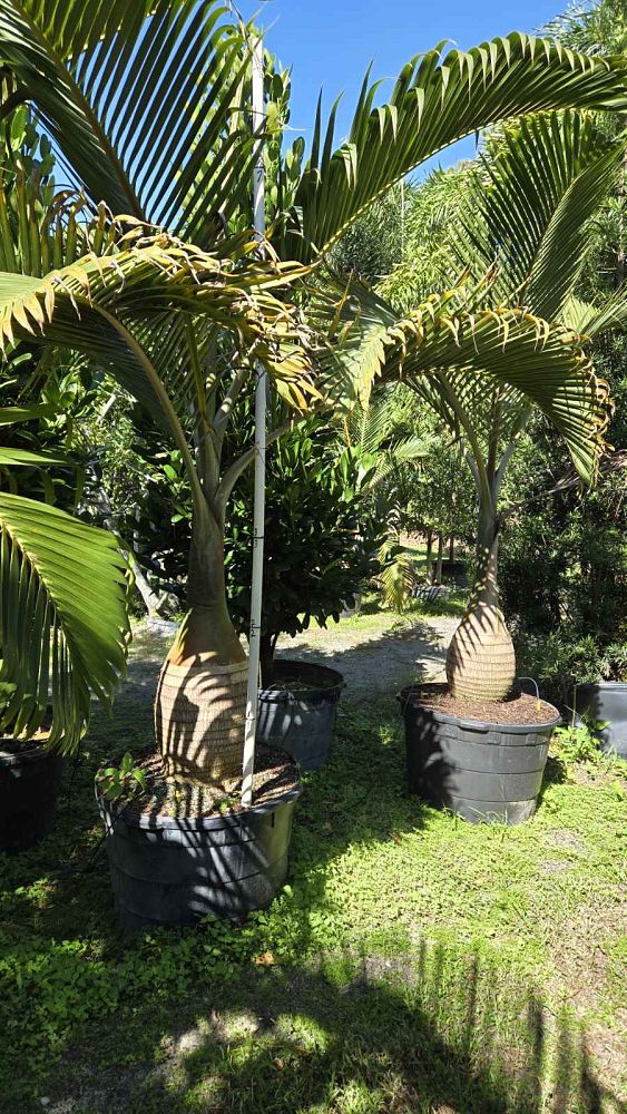 hyophorbe-lagenicaulis-bottle-palm