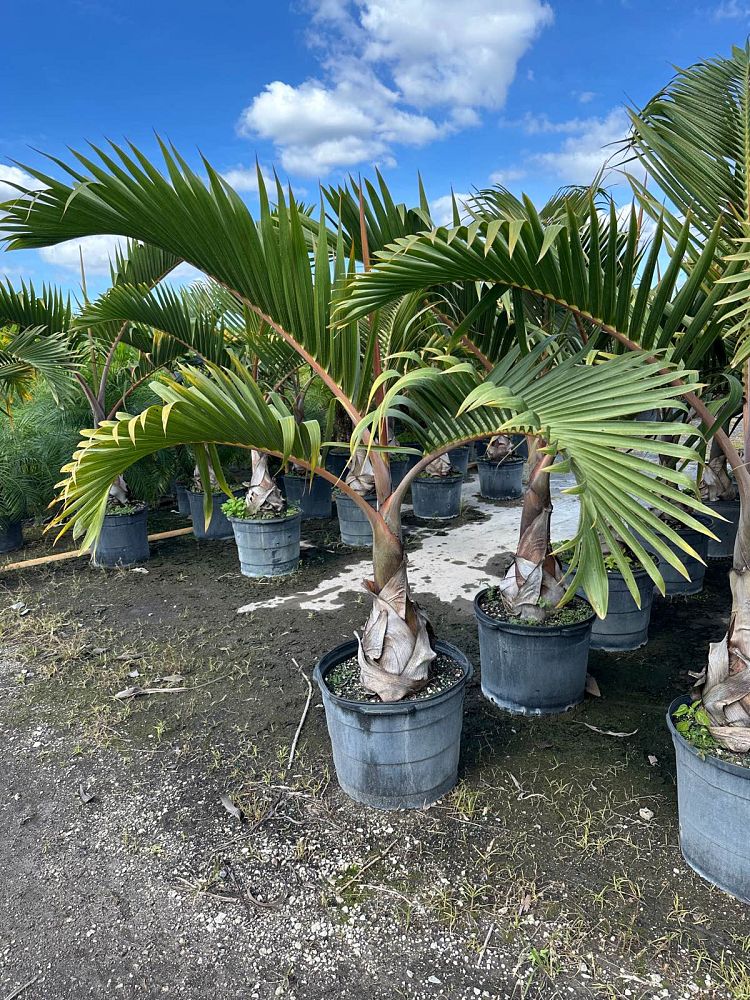 hyophorbe-lagenicaulis-bottle-palm