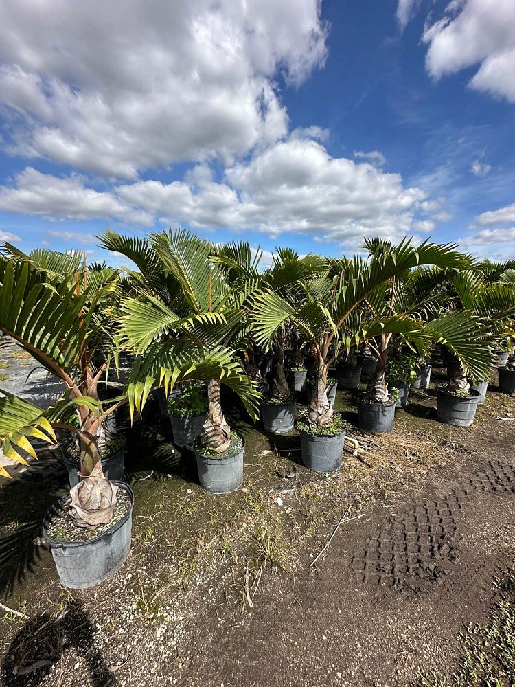 hyophorbe-lagenicaulis-bottle-palm