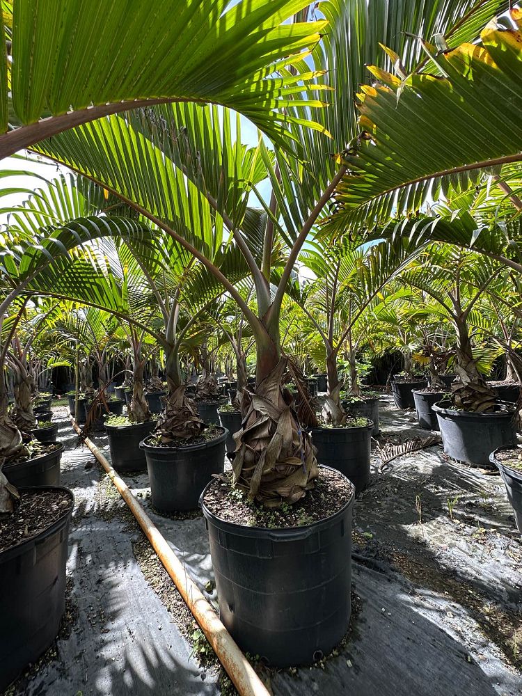 hyophorbe-lagenicaulis-bottle-palm