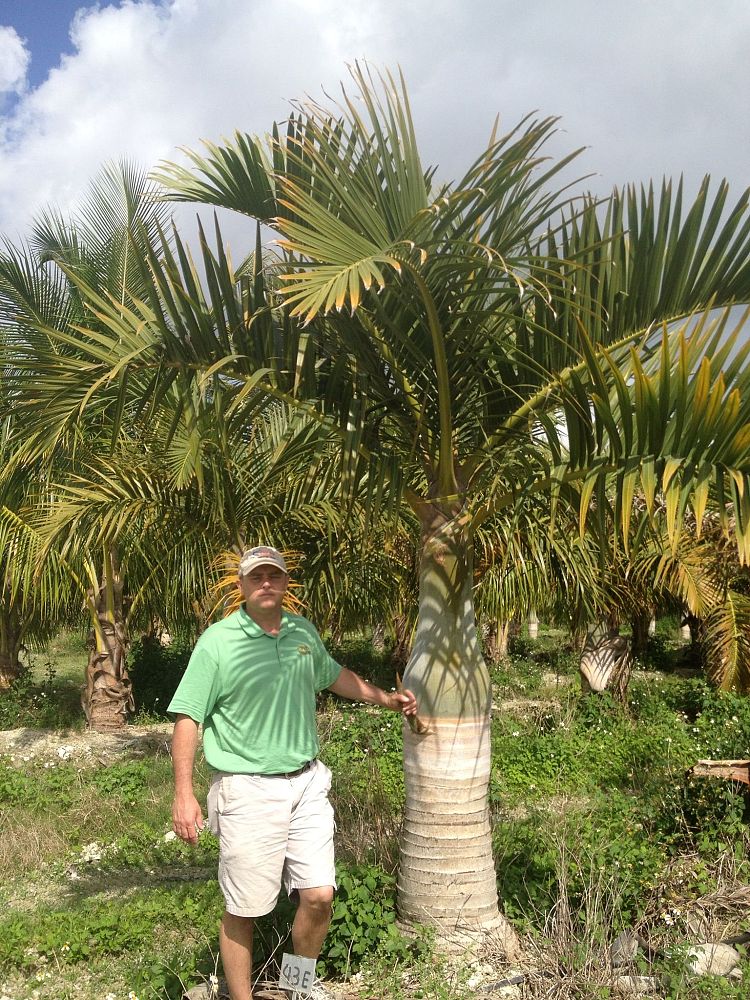 hyophorbe-verschaffeltii-mascarena-palm-spindle-palm