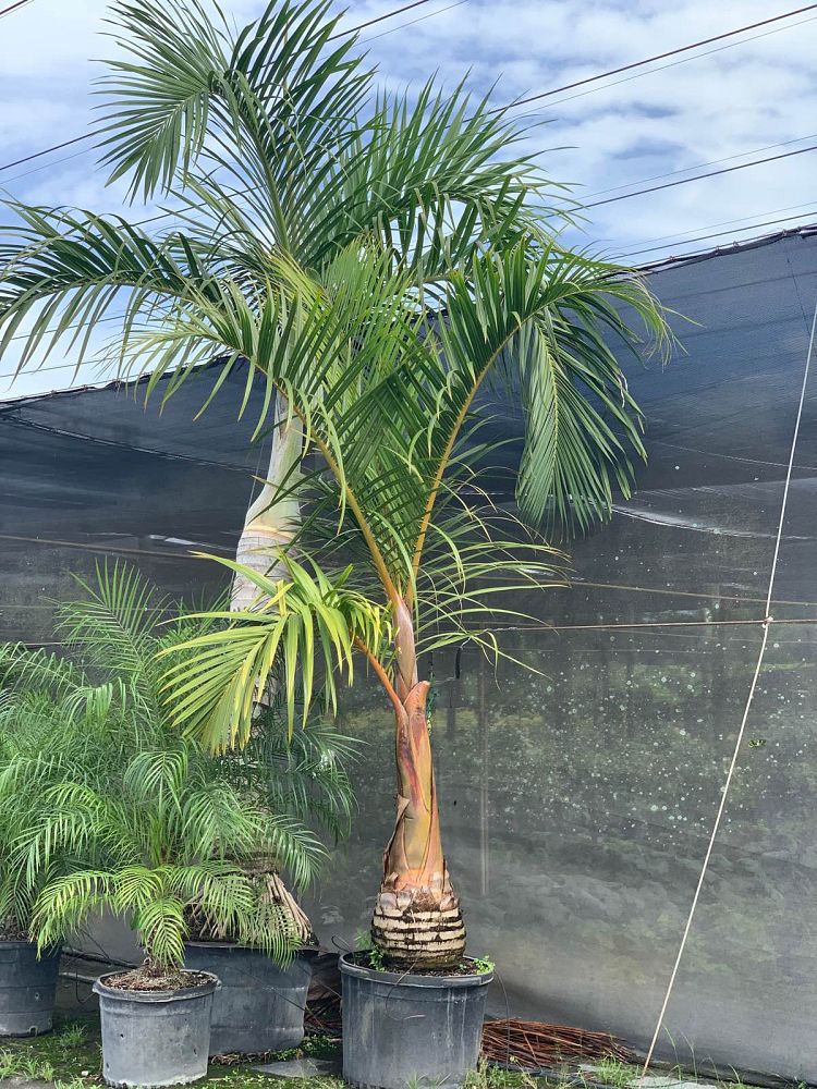 hyophorbe-verschaffeltii-mascarena-palm-spindle-palm