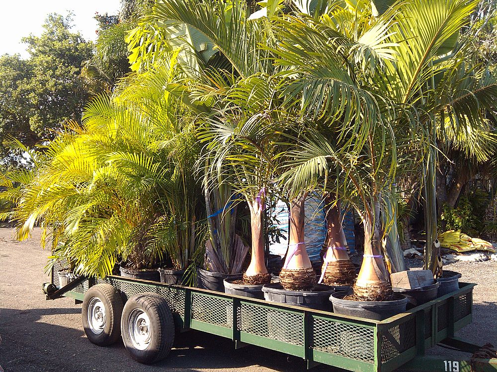 hyophorbe-verschaffeltii-mascarena-palm-spindle-palm
