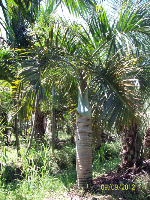 hyophorbe-verschaffeltii-mascarena-palm-spindle-palm