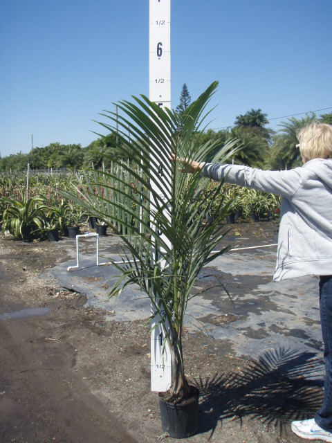 hyophorbe-verschaffeltii-mascarena-palm-spindle-palm