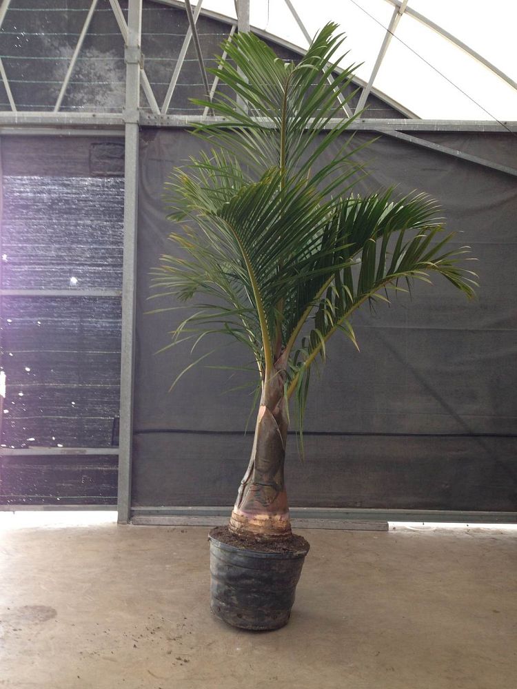 hyophorbe-verschaffeltii-mascarena-palm-spindle-palm