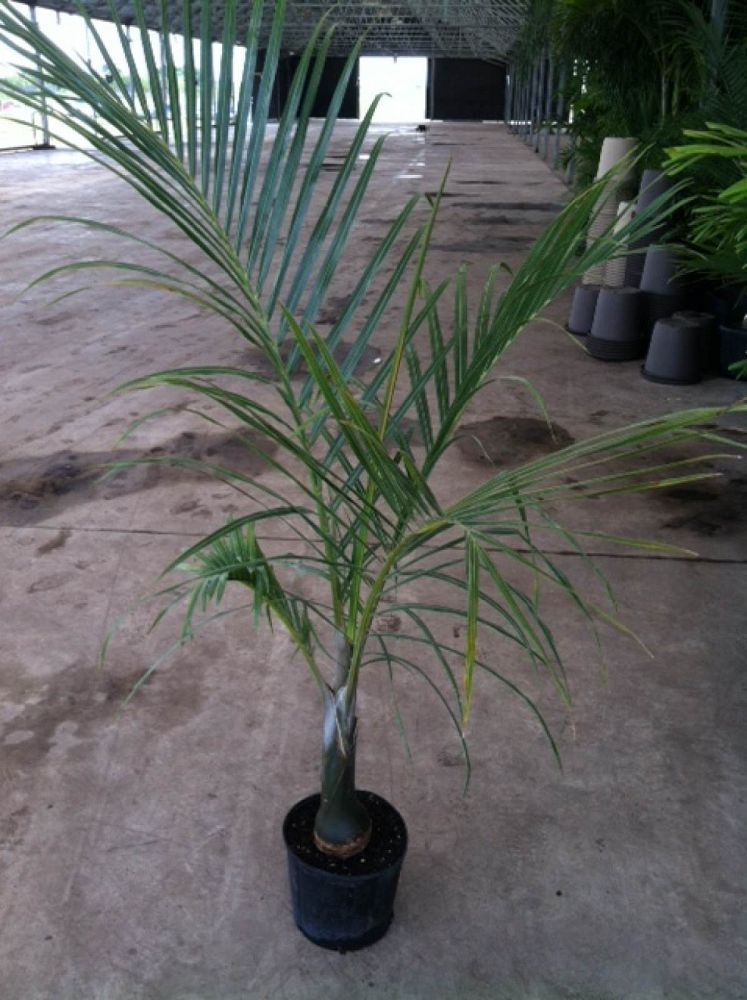 hyophorbe-verschaffeltii-mascarena-palm-spindle-palm