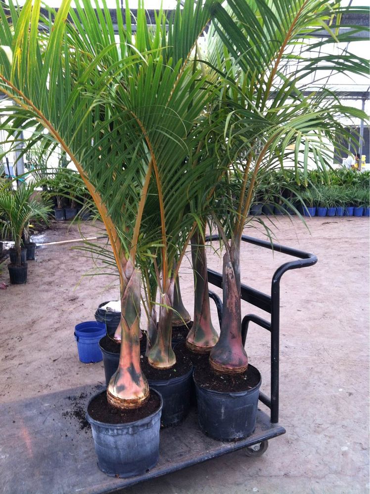 hyophorbe-verschaffeltii-mascarena-palm-spindle-palm
