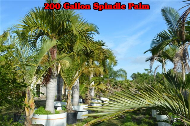 hyophorbe-verschaffeltii-mascarena-palm-spindle-palm