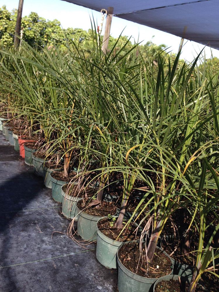 hyophorbe-verschaffeltii-mascarena-palm-spindle-palm