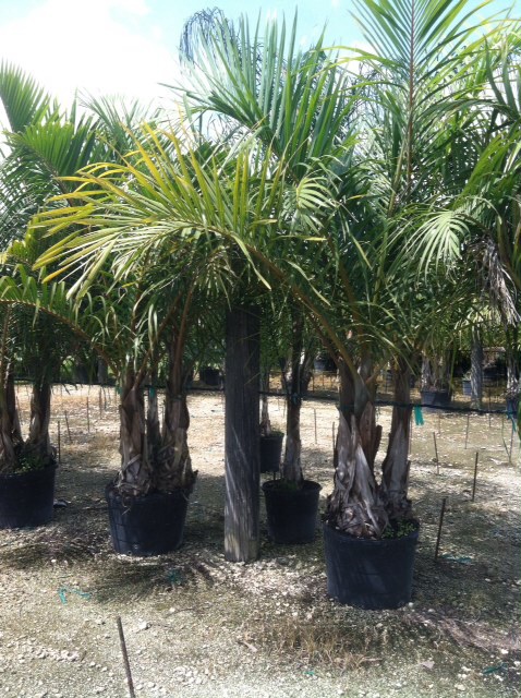 hyophorbe-verschaffeltii-mascarena-palm-spindle-palm