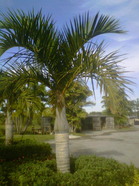 hyophorbe-verschaffeltii-mascarena-palm-spindle-palm