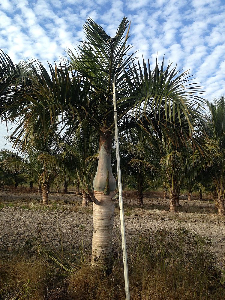 hyophorbe-verschaffeltii-mascarena-palm-spindle-palm