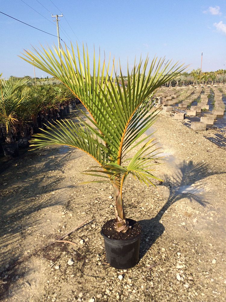 hyophorbe-verschaffeltii-mascarena-palm-spindle-palm