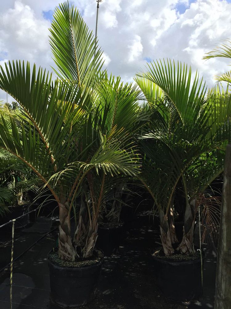 hyophorbe-verschaffeltii-mascarena-palm-spindle-palm