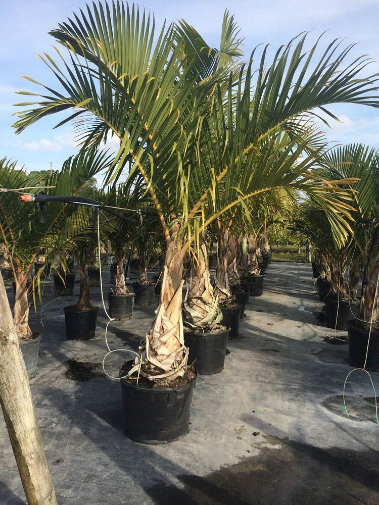 hyophorbe-verschaffeltii-mascarena-palm-spindle-palm