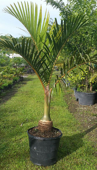 hyophorbe-verschaffeltii-mascarena-palm-spindle-palm