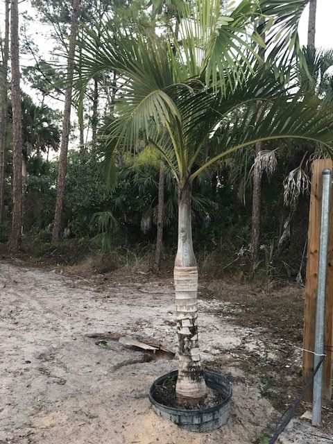 hyophorbe-verschaffeltii-mascarena-palm-spindle-palm