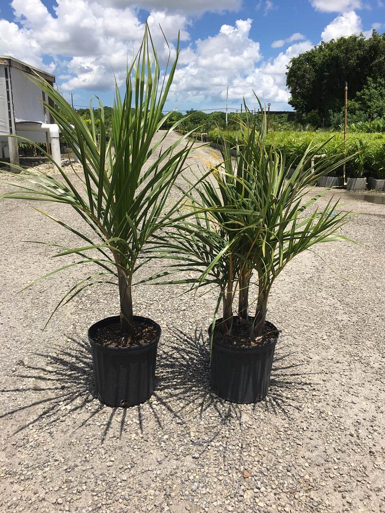 hyophorbe-verschaffeltii-mascarena-palm-spindle-palm