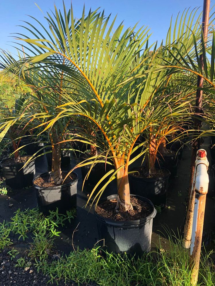 hyophorbe-verschaffeltii-mascarena-palm-spindle-palm