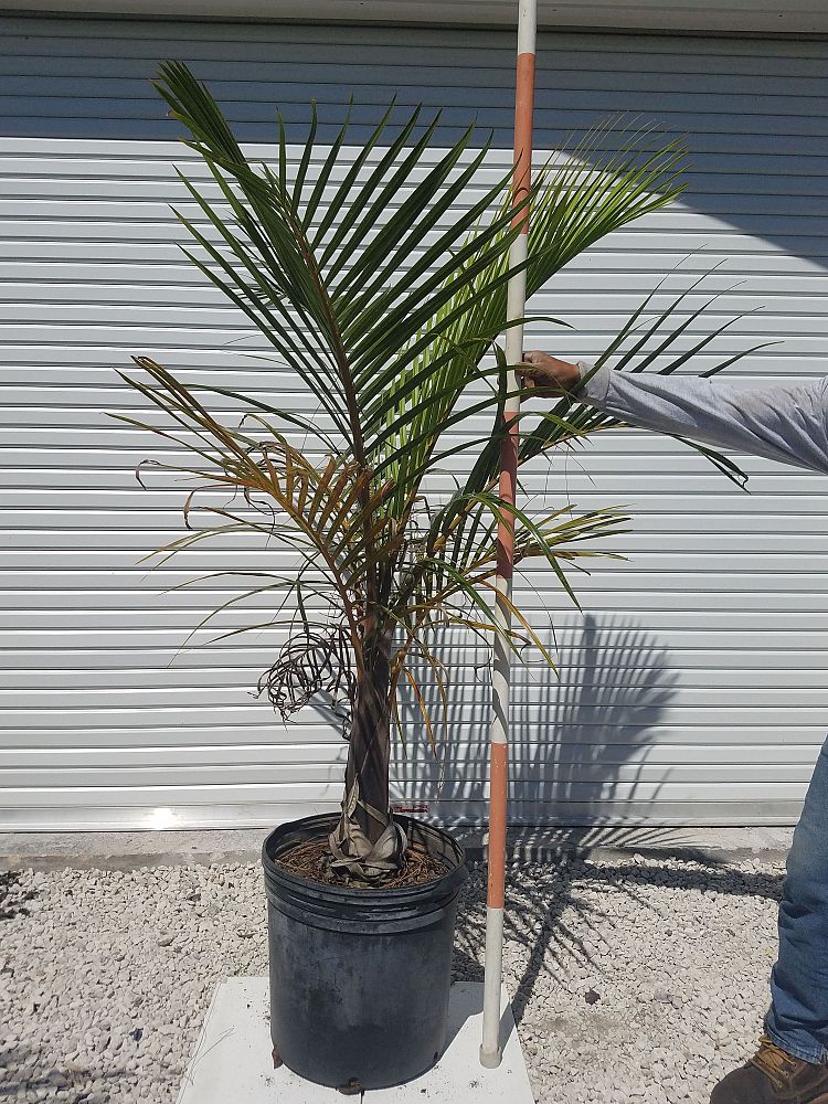 hyophorbe-verschaffeltii-mascarena-palm-spindle-palm