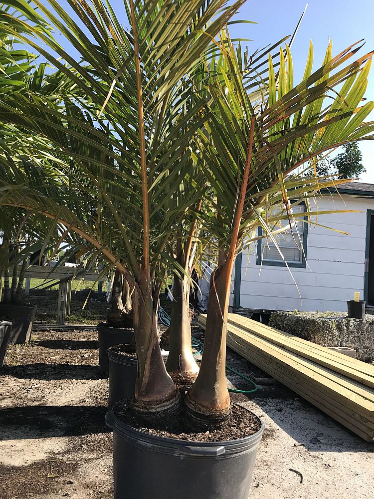 Black Hammock Tree Farm