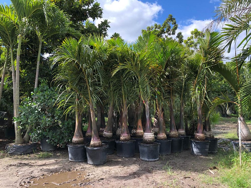 hyophorbe-verschaffeltii-mascarena-palm-spindle-palm