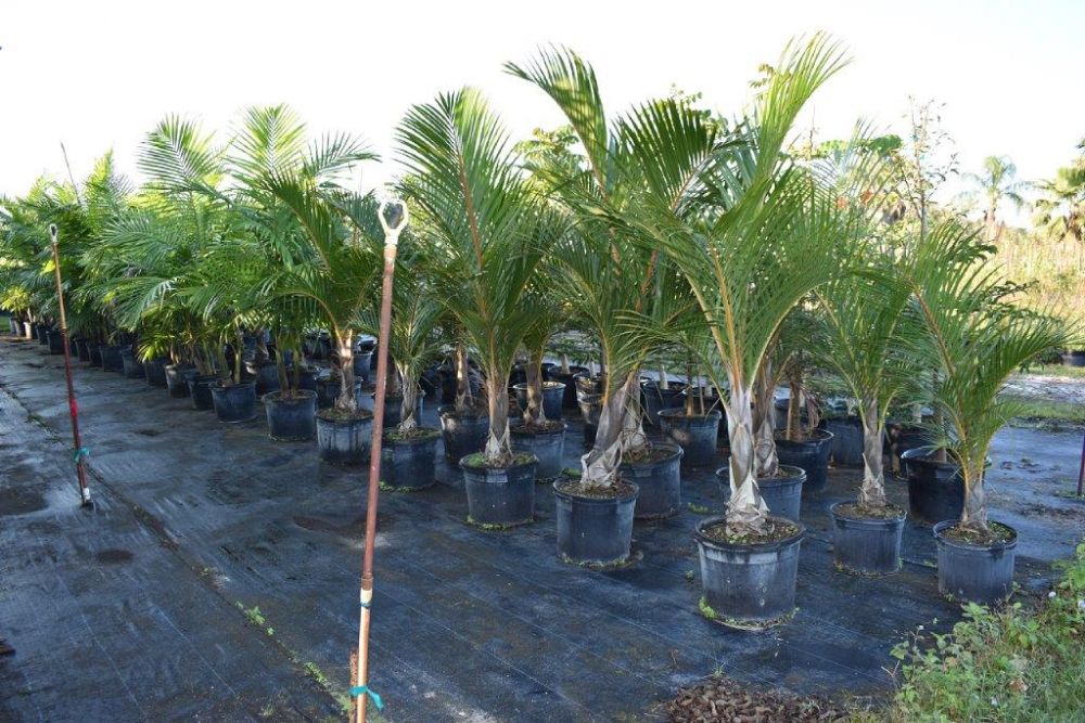 hyophorbe-verschaffeltii-mascarena-palm-spindle-palm