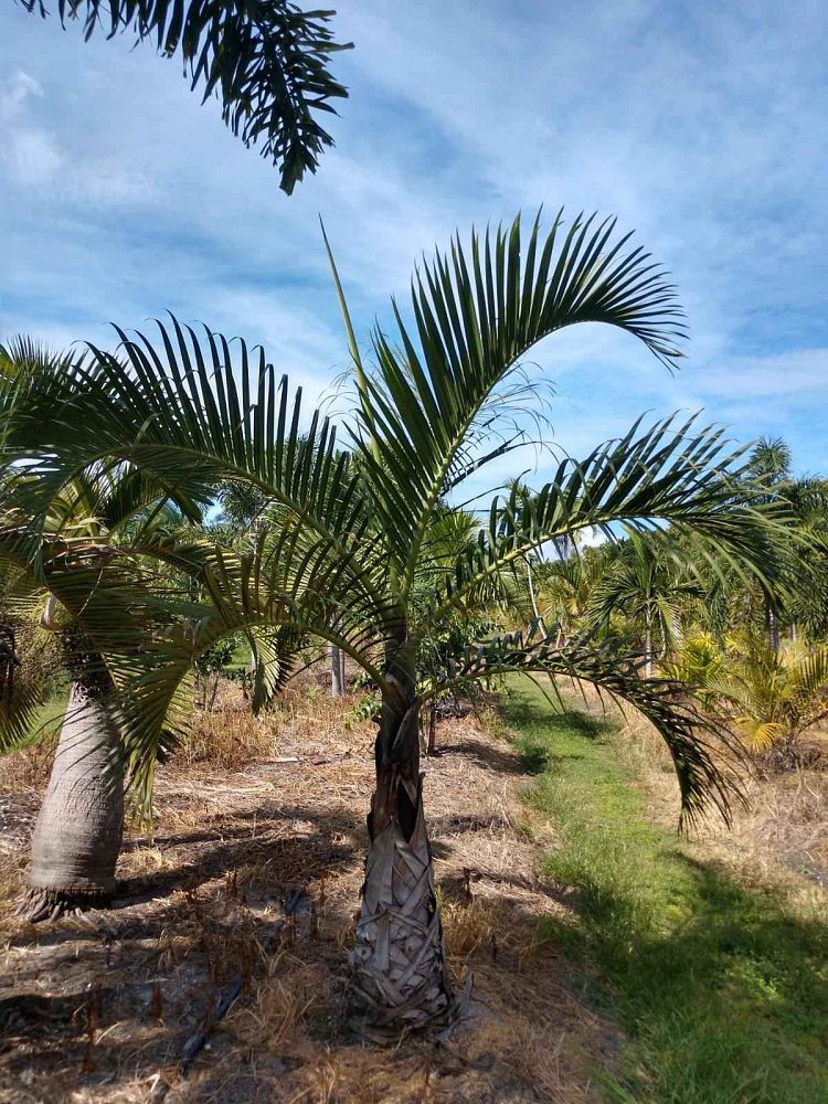 hyophorbe-verschaffeltii-mascarena-palm-spindle-palm