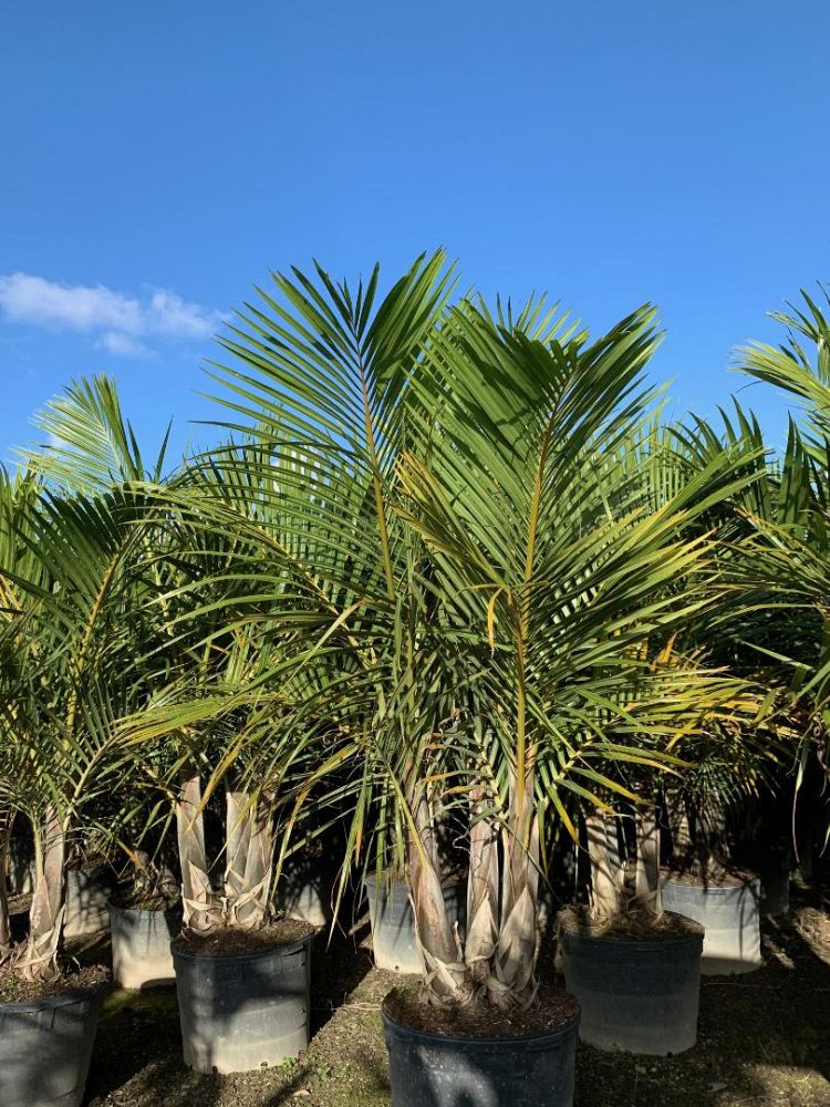 hyophorbe-verschaffeltii-mascarena-palm-spindle-palm